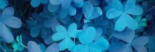 dango_tuki's profile banner image