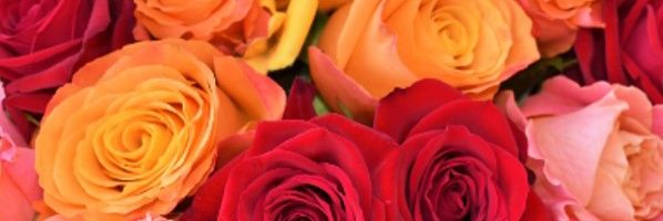 Ani_B_G's profile banner image