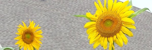 ripendra Profile Banner