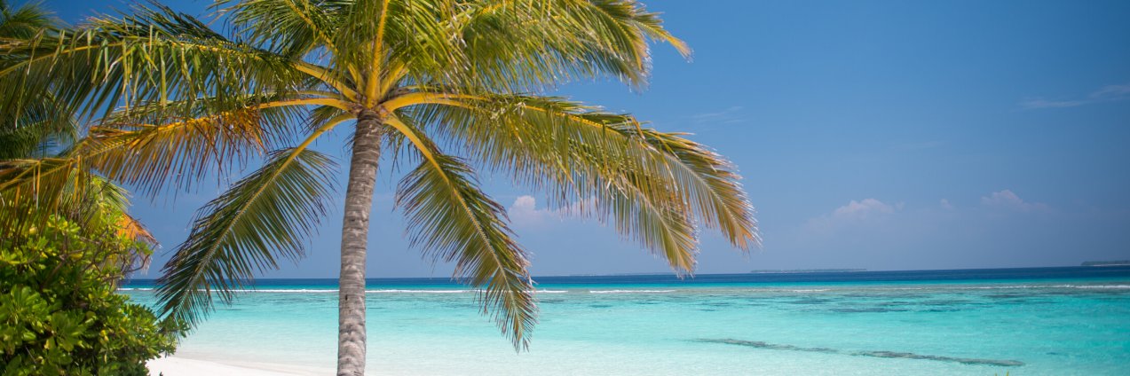 Thais Perez banner