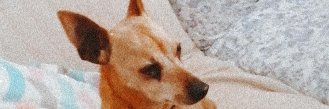 NaranjoDavid10's profile banner image