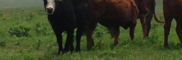 Lauramd08 Profile Banner