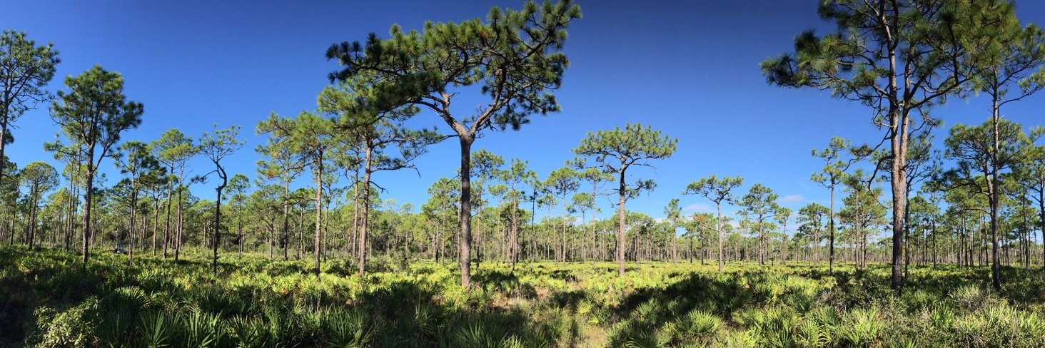 ProForest - Proactive Forest Health and Resilience banner