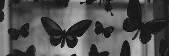 M.S banner