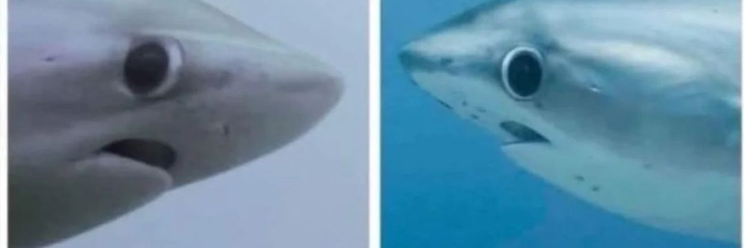 LexaStardrøp✨🦈🌸🐈‍⬛✨ banner