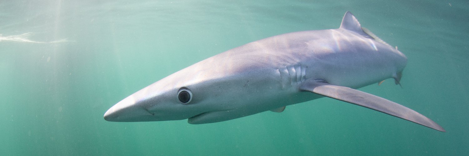 Dr Luke Helmer banner