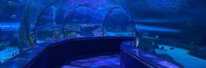 🐱🍓💊🇵🇸 banner