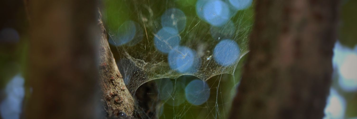 willowlavander's profile banner image