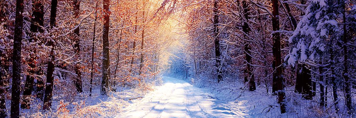 AlisonSeitz's profile banner image