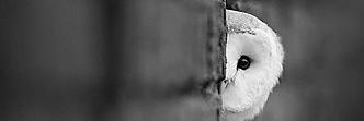 sevisaglam's profile banner image