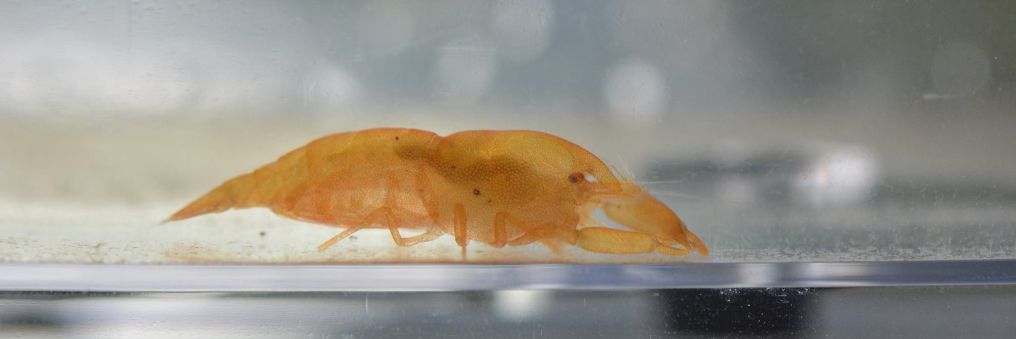 姜太公钓鱼 banner