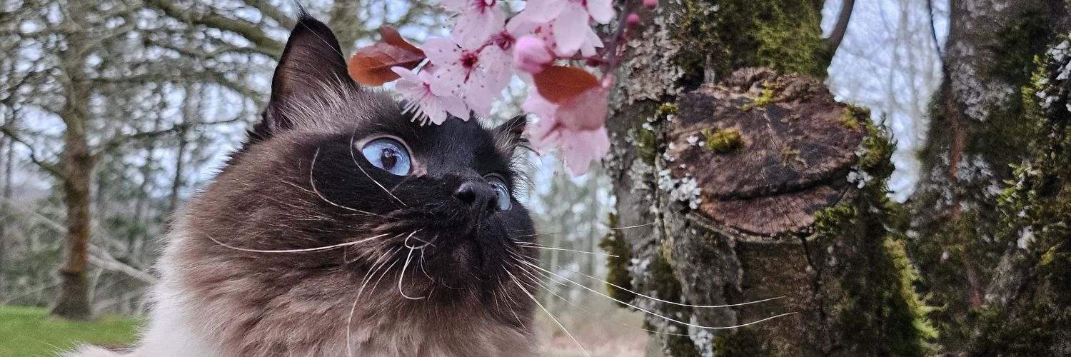 aonosumika's profile banner image