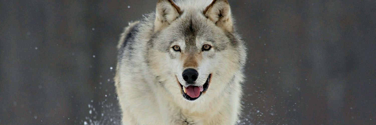 drugsofhim's profile banner image