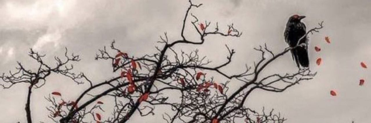 موسى الغزواني 🇸🇦 banner