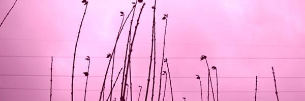 SugaryPinkcess Profile Banner