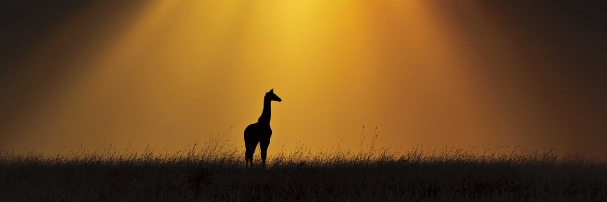 mutai_tim's profile banner image