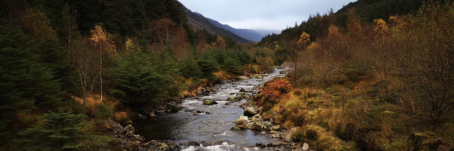 Charlotte Wheele banner