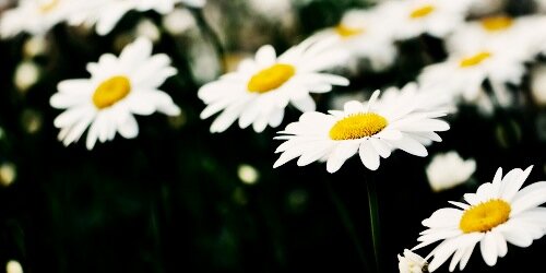 mattealaina's profile banner image