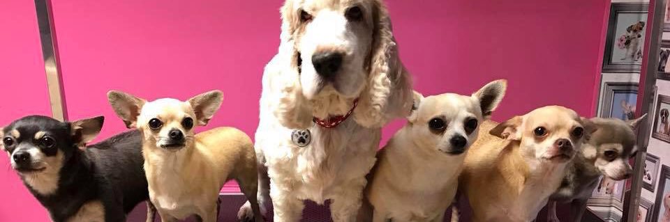 Short Dog n Sides banner