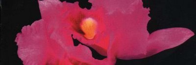 Daolcah's profile banner image