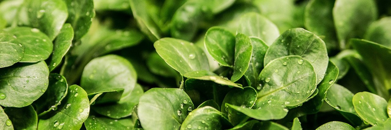 Professorlettuce banner