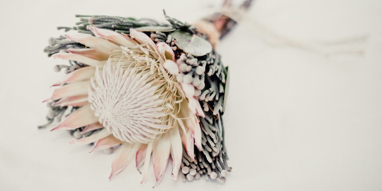 PhenologyFlora's profile banner image