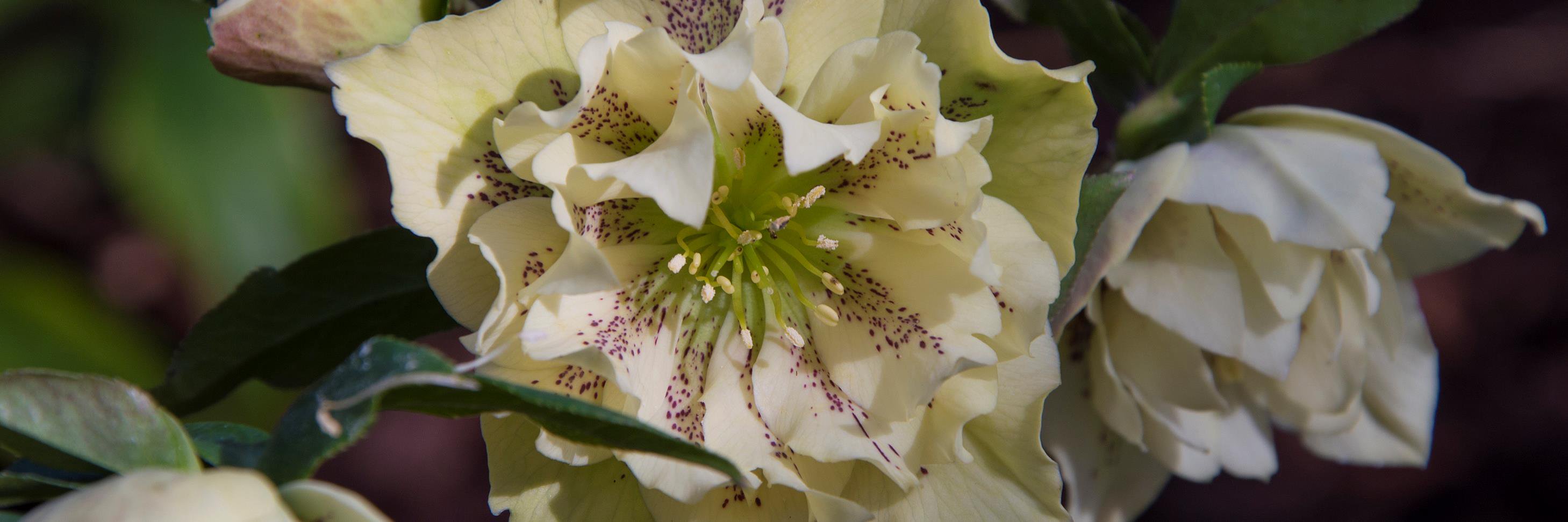Kernock Park Plants banner