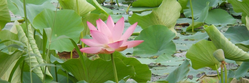 padmareddy99's profile banner image