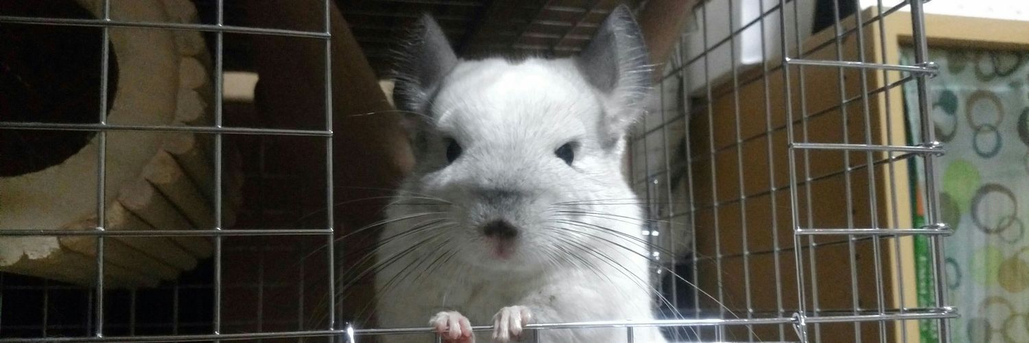 御子柴 右京 banner