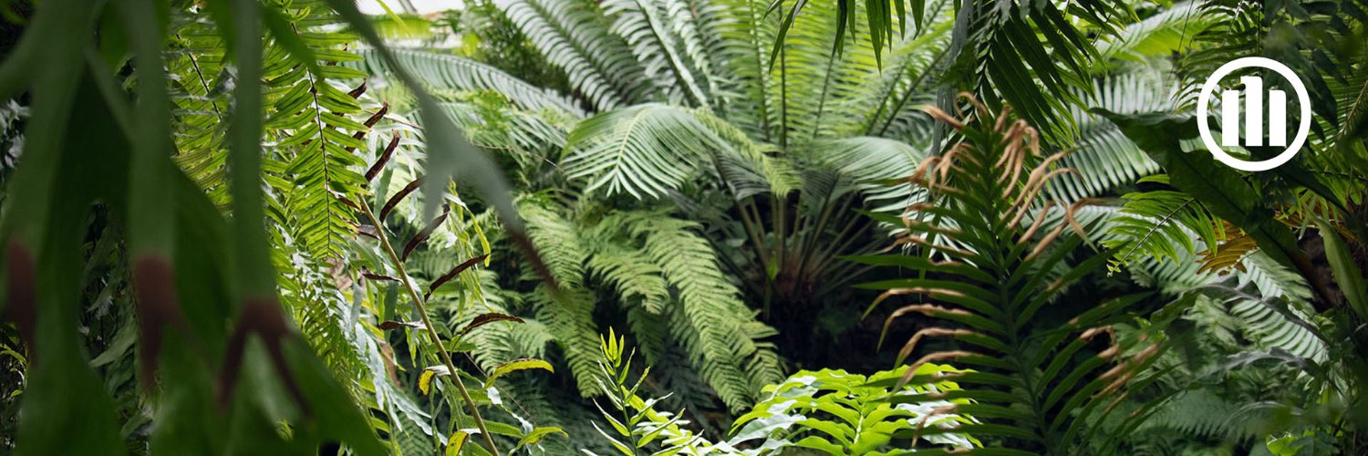 Pierre Vaysse banner