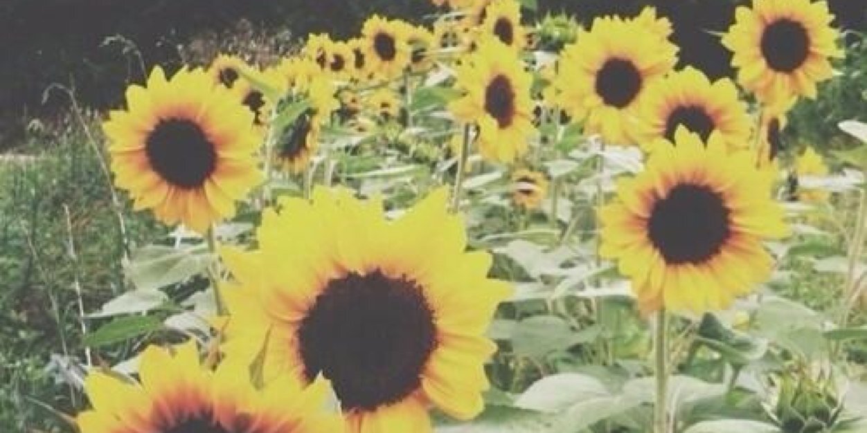 sarahbramz's profile banner image
