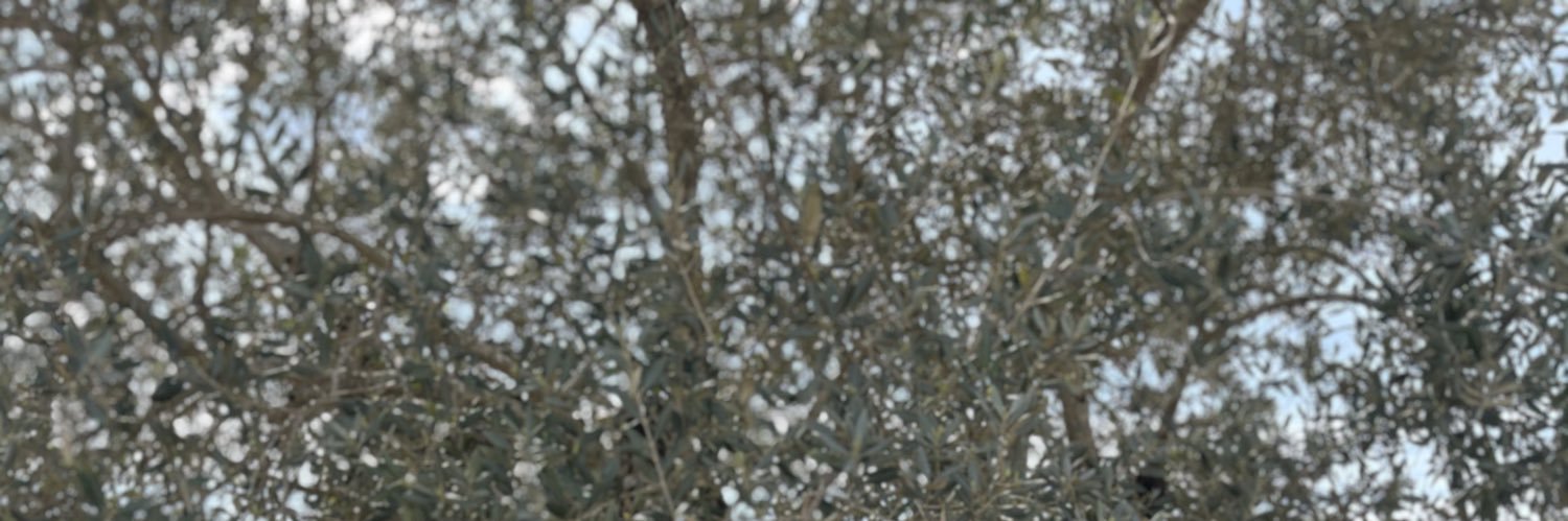Reabruno95's profile banner image