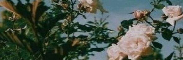 bananacrackerrr's profile banner image