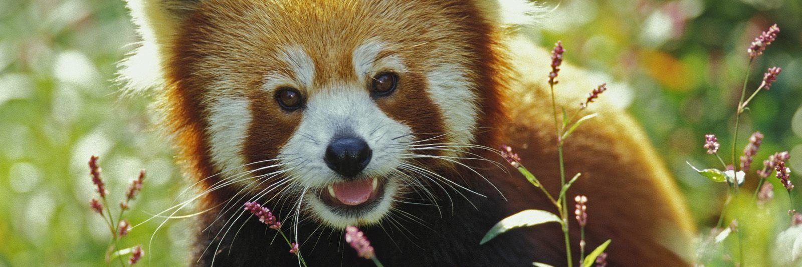 softwarebear's profile banner image