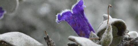 MARALIGIA2's profile banner image