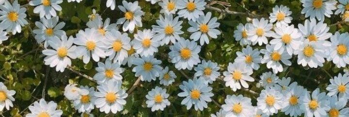 Circularhopes's profile banner image