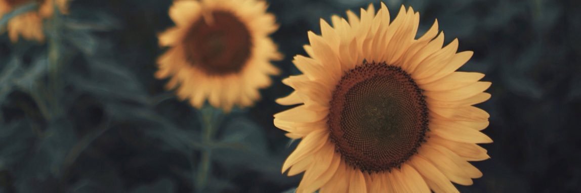 dev_249's profile banner image