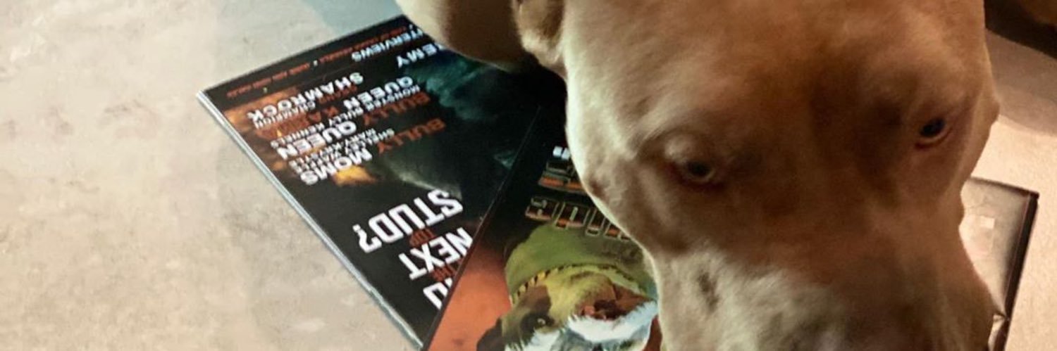 Ironbullymag's profile banner image