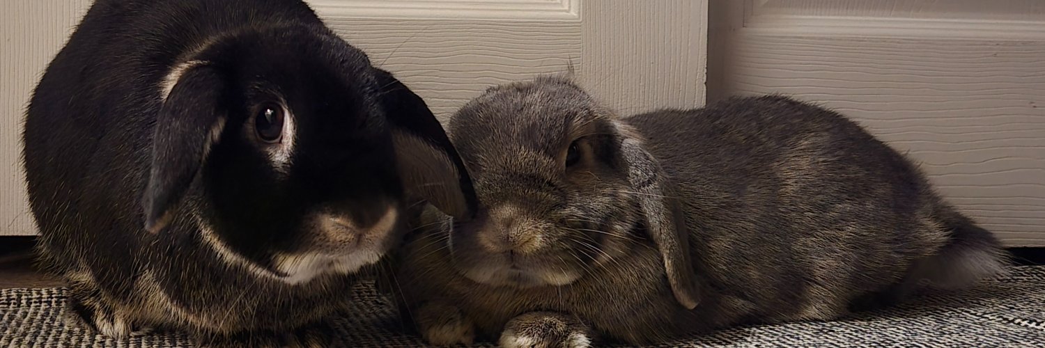 Mrs. Robinson 🐰 banner