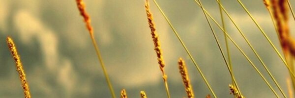 sasco Profile Banner