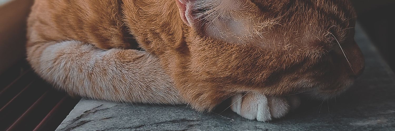 Majid Valizadeh banner