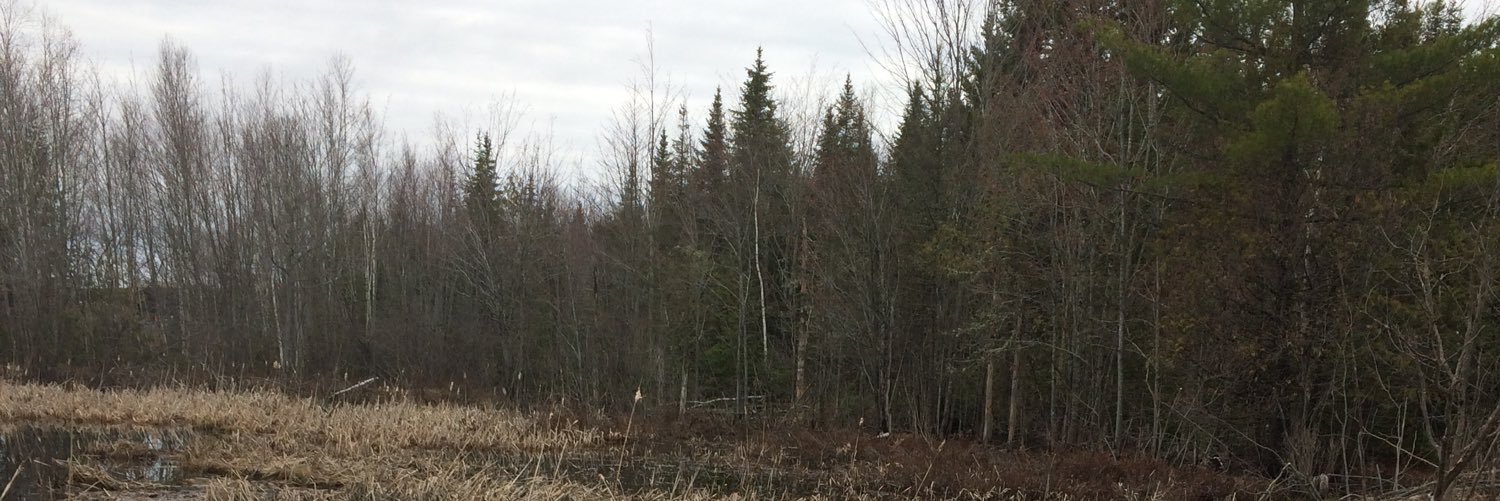 Sarah Green banner