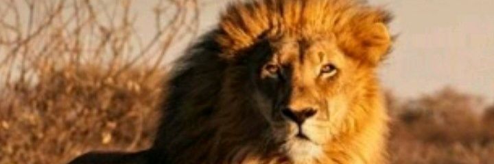Mlwane80's profile banner image