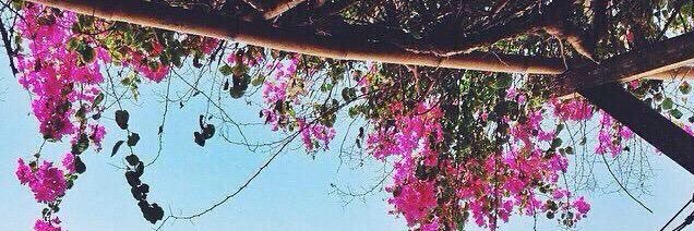 إيڤانجلين قبّاني banner