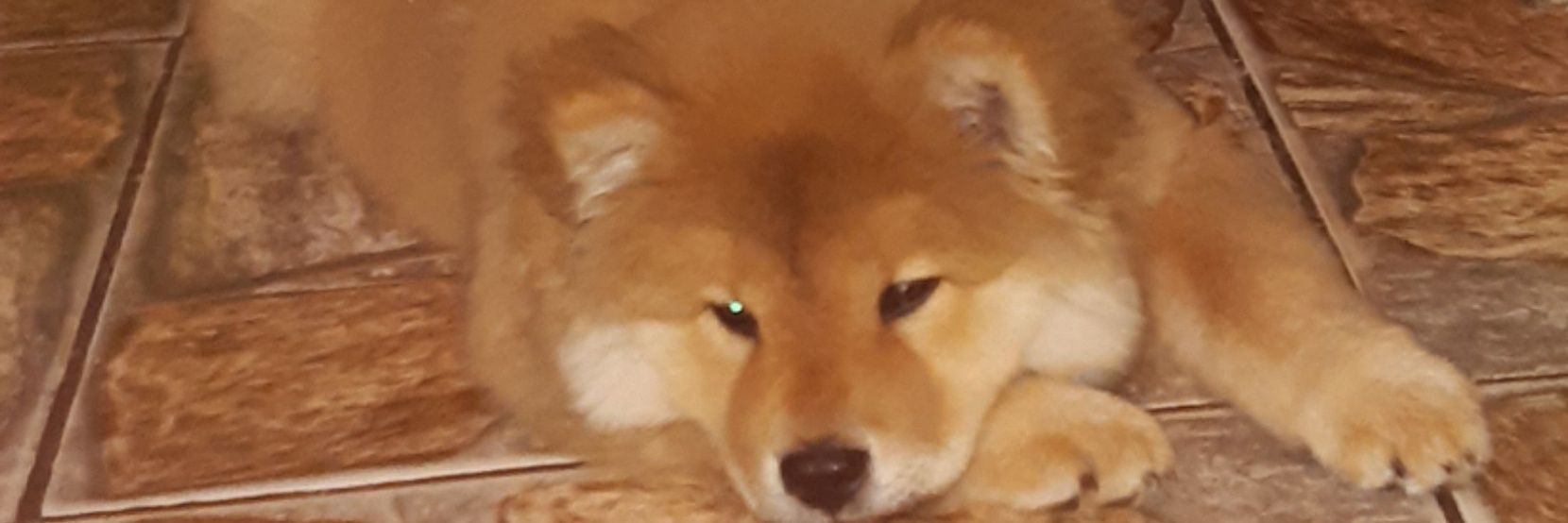 Fernandinhayuri's profile banner image