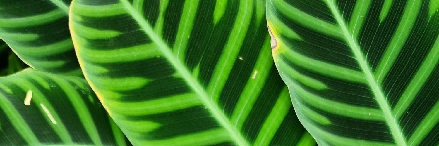 nmonmosi's profile banner image