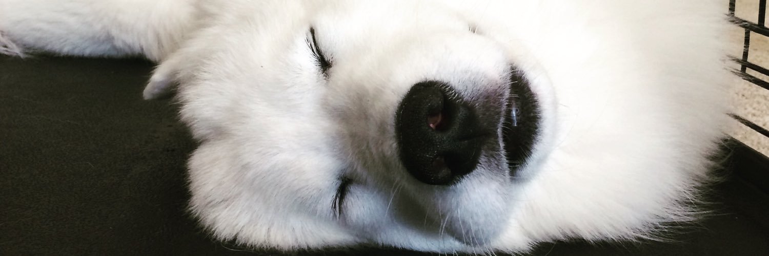 gierbear7's profile banner image