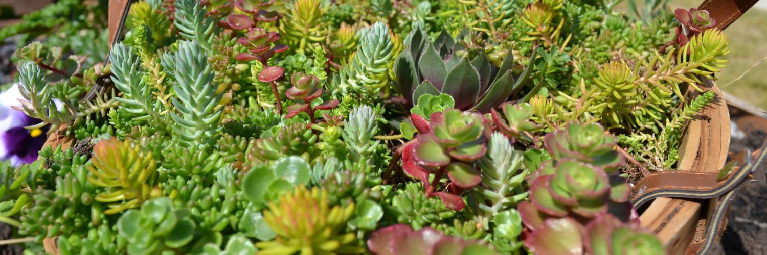 Sustainable KSA banner