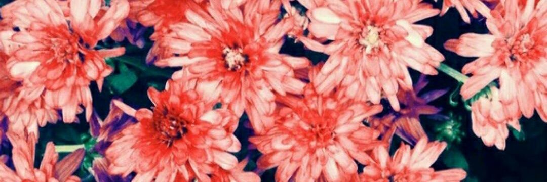 OrneZallocco's profile banner image
