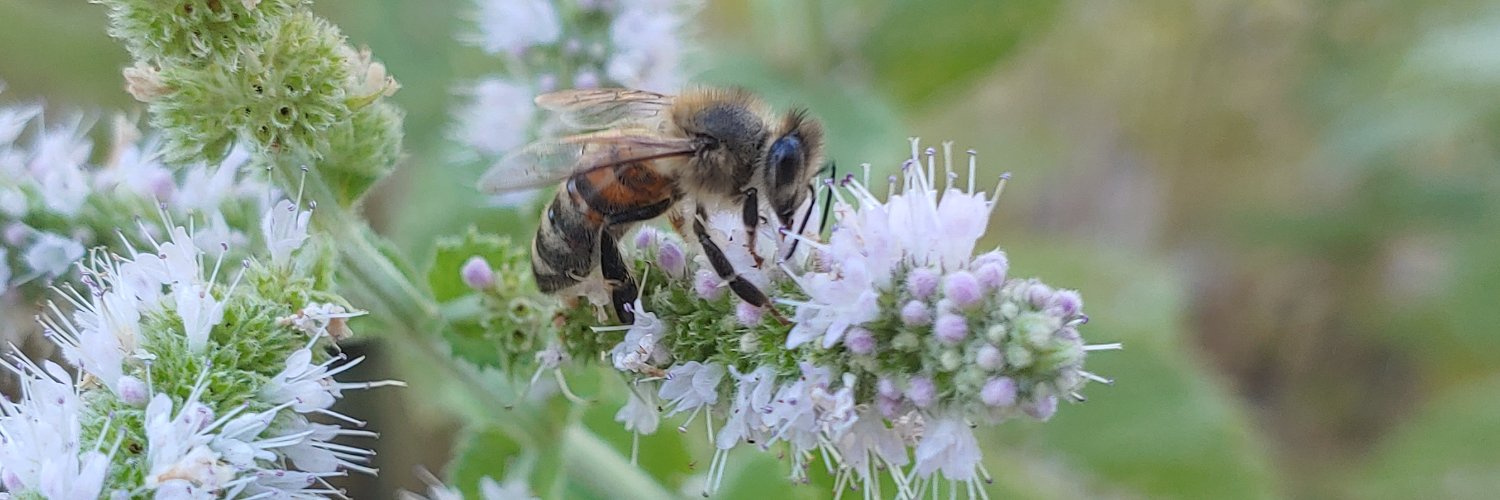 💜LSTR - 528 'Katze'💜 banner